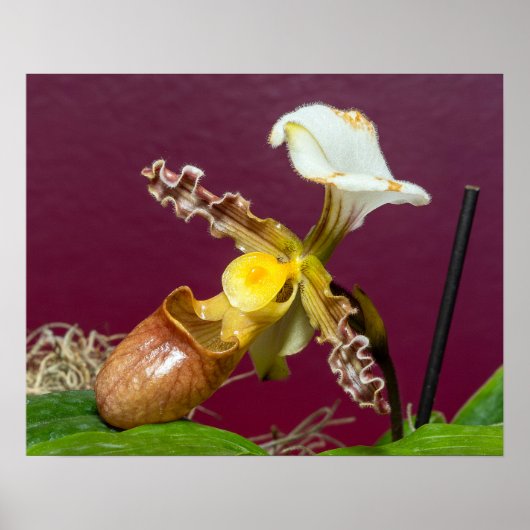 Venusschoenorchis Poster (Voorkant)