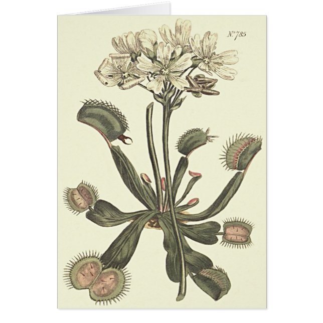 Venusvliegenval Botanische Illustratie (Voorkant)