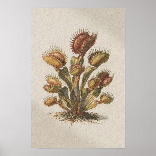Venusvliegenval Botanische Studie Poster (Voorkant)