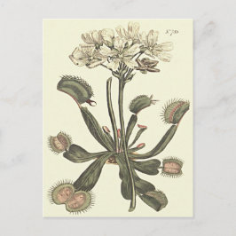 Venusvliegenvanger Botanische Illustratie Briefkaart