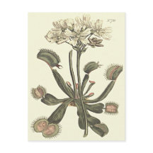 Venusvliegenvanger Botanische Illustratie