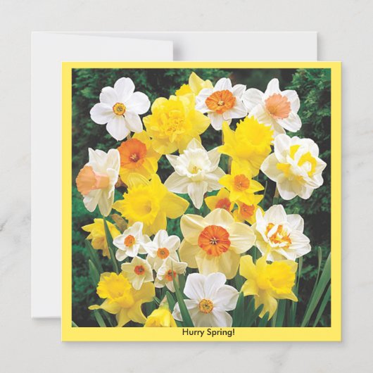 Ver Daffodil-koelkast Magnet Magnetische Uitnodiging (Voorkant)