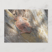 veranderde naam in "aardbei" briefkaart (Voorkant)