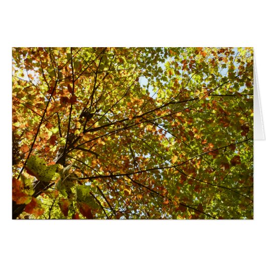 Veranderen Maple Tree Green en Gold Herfst Kleur (Voorkant Horizontaal)