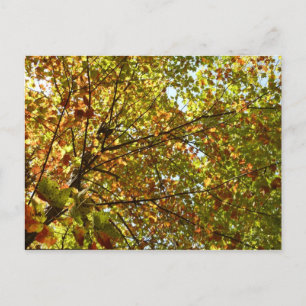 Veranderen Maple Tree Green en Gold Herfst Kleur Briefkaart