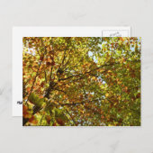 Veranderen Maple Tree Green en Gold Herfst Kleur Briefkaart (Voorkant / Achterkant)