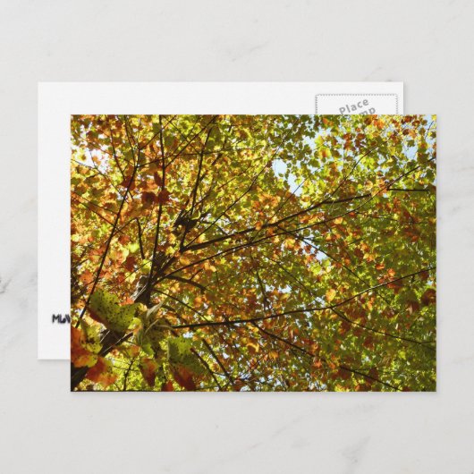 Veranderen Maple Tree Green en Gold Herfst Kleur Briefkaart (Voorkant / Achterkant)