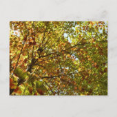 Veranderen Maple Tree Green en Gold Herfst Kleur Briefkaart (Voorkant)