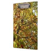 Veranderen Maple Tree Green en Gold Herfst Kleur Klembord (Links)