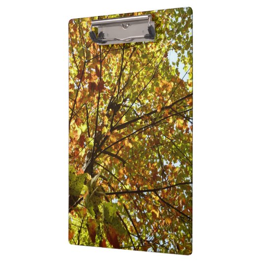 Veranderen Maple Tree Green en Gold Herfst Kleur Klembord (Links)