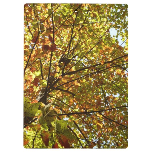 Veranderen Maple Tree Green en Gold Herfst Kleur Klembord (Achterkant)