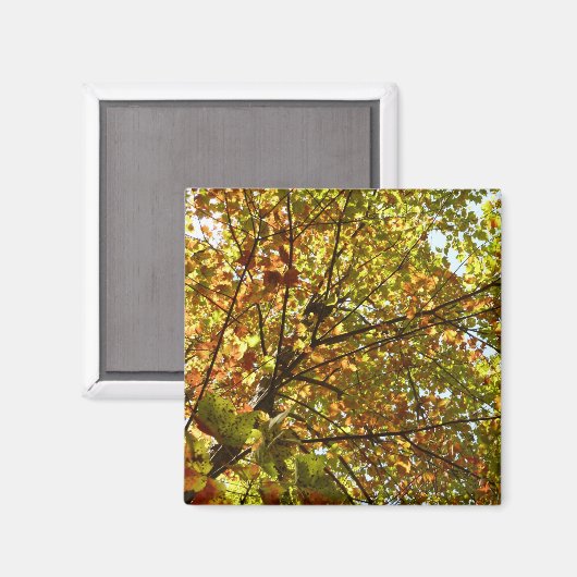 Veranderen Maple Tree Green en Gold Herfst Kleur Magneet (Voorkant / Achterkant)
