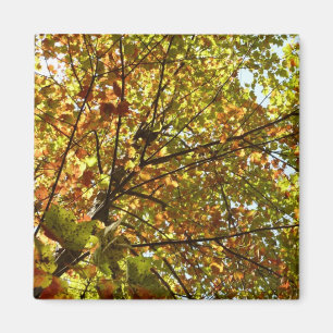 Veranderen Maple Tree Green en Gold Herfst Kleur Magneet
