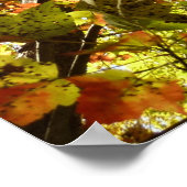 Veranderen Maple Tree Green en Gold Herfst Kleur Poster (Hoek)