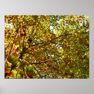 Veranderen Maple Tree Green en Gold Herfst Kleur Poster