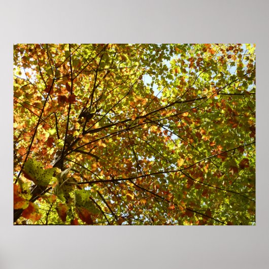 Veranderen Maple Tree Green en Gold Herfst Kleur Poster (Voorkant)
