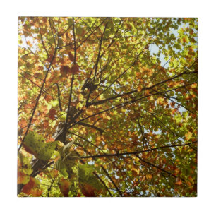 Veranderen Maple Tree Green en Gold Herfst Kleur Tegeltje