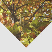 Veranderen Maple Tree Green en Gold Herfst Kleur Tissuepapier (Detail)