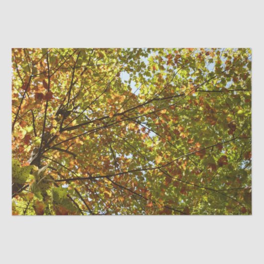 Veranderen Maple Tree Green en Gold Herfst Kleur Tissuepapier (Voorkant)