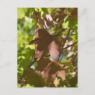 Veranderende Autumn Leaves Briefkaart