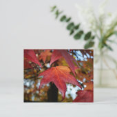 Veranderende bladeren in de herfst briefkaart (Staand voorkant)