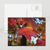 Veranderende bladeren in de herfst briefkaart (Voorkant / Achterkant)