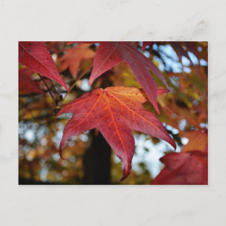 Veranderende bladeren in de herfst briefkaart