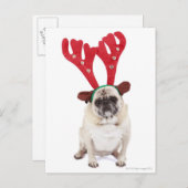 Verbaasd uitziende steker met Reindester Antlers Briefkaart (Voorkant / Achterkant)