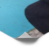 Verbaasde Zwarte Kat Poster (Hoek)