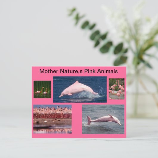 verbazende roze vertoning van dolfijnen en briefkaart (Staand voorkant)