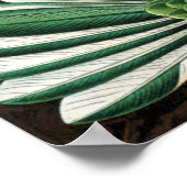 Verbazingwekkend Afbeelding voor koetvogels door E Poster (Hoek)