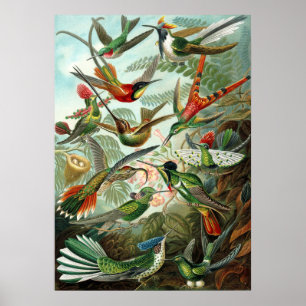 Verbazingwekkend Afbeelding voor koetvogels door E Poster