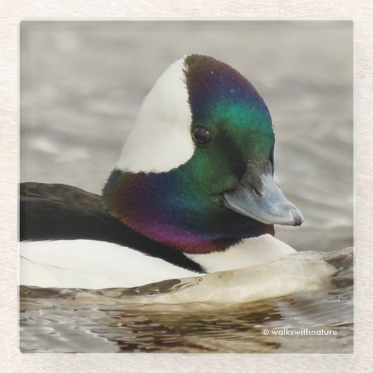 Verbazingwekkend Cute Bufflehead Duck op de Pond Glazen Onderzetter (Voorkant)