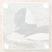 Verbazingwekkend Cute Bufflehead Duck op de Pond Glazen Onderzetter (Achterkant)