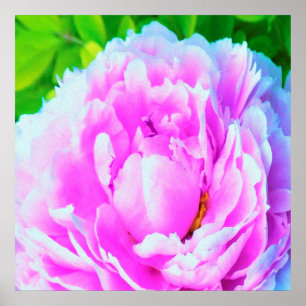Verbazingwekkend detail van dubbele roze pioenroos poster
