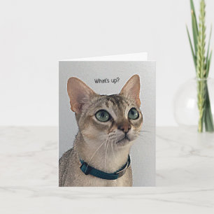 Verbazingwekkend kattenblanco kaart