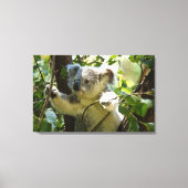 Verbazingwekkend schattige baby koala in een boom canvas afdruk (Voorkant)