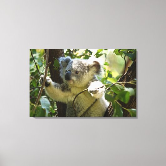 Verbazingwekkend schattige baby koala in een boom canvas afdruk (Voorkant)