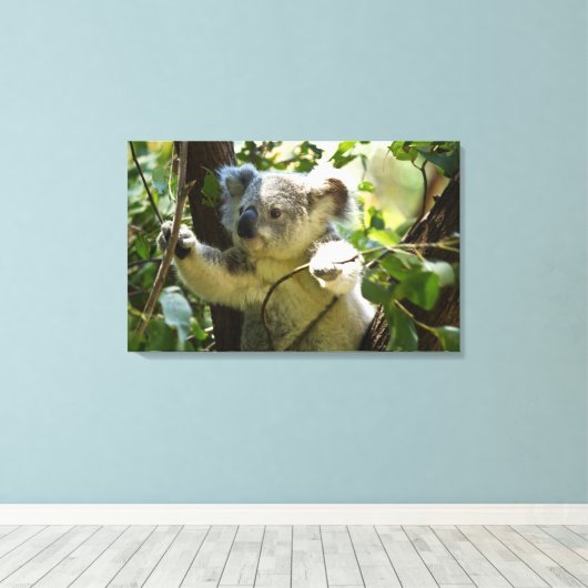 Verbazingwekkend schattige baby koala in een boom canvas afdruk (Insitu (Houten vloer))