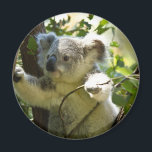 Verbazingwekkend schattige baby koala in een boom magneet<br><div class="desc">Verbazingwekkend schattige baby koala in een boom. Geweldig geschenk voor je zus,  broer,  moeder,  vriend,  ieder ander familielid,  geliefde of jezelf!</div>