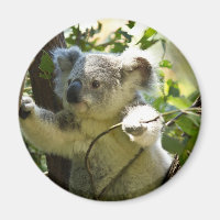 Verbazingwekkend schattige baby koala in een boom