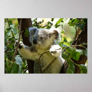 Verbazingwekkend schattige baby koala in een boom poster