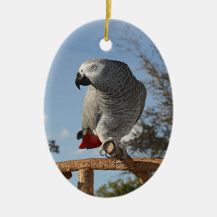 Verbazingwekkende Afrikaanse Grijze Papegaai Keramisch Ornament
