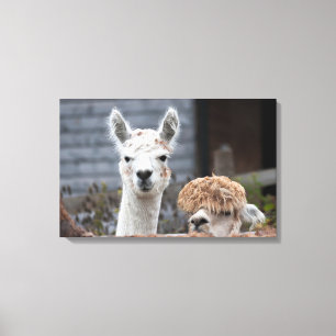 Verbazingwekkende alpacasekuaddieren canvas afdruk