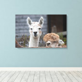 Verbazingwekkende alpacasekuaddieren canvas afdruk (Insitu (Houten vloer))