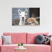 Verbazingwekkende alpacasekuaddieren canvas afdruk (Insitu (Woonkamer))