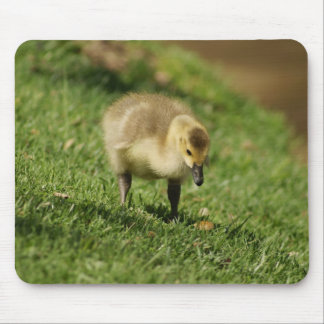 Verbazingwekkende Baby gans en de Baby paddenstoel Muismat