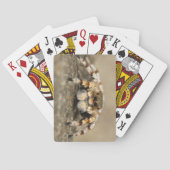 Verbazingwekkende Close-Up van een Tarantula Spide Pokerkaarten (Achterkant)