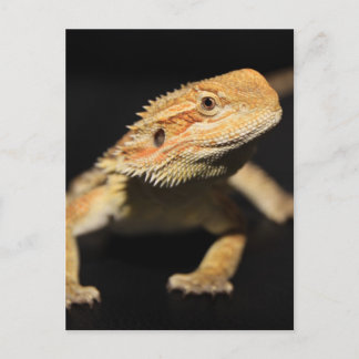 Verbazingwekkende draak briefkaart