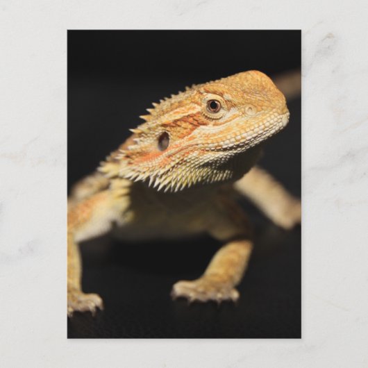 Verbazingwekkende draak briefkaart (Voorkant)